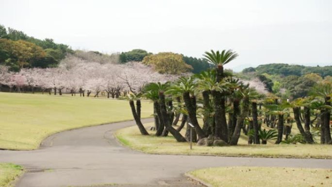 苏铁和樱花盛开的公园路