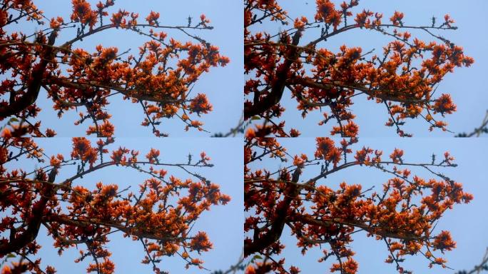 橘红色的Palash花在Palash树上开花了。鲜花背景。