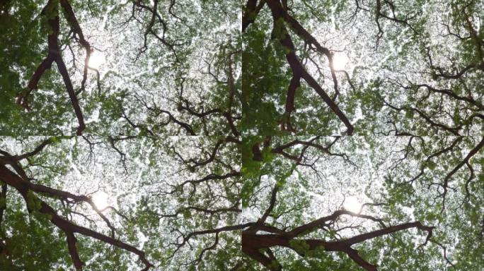 在印度果阿，大绿树的树枝和阳光从树下拍摄的照片显示树冠害羞现象，树冠彼此不接触。天然林背景。