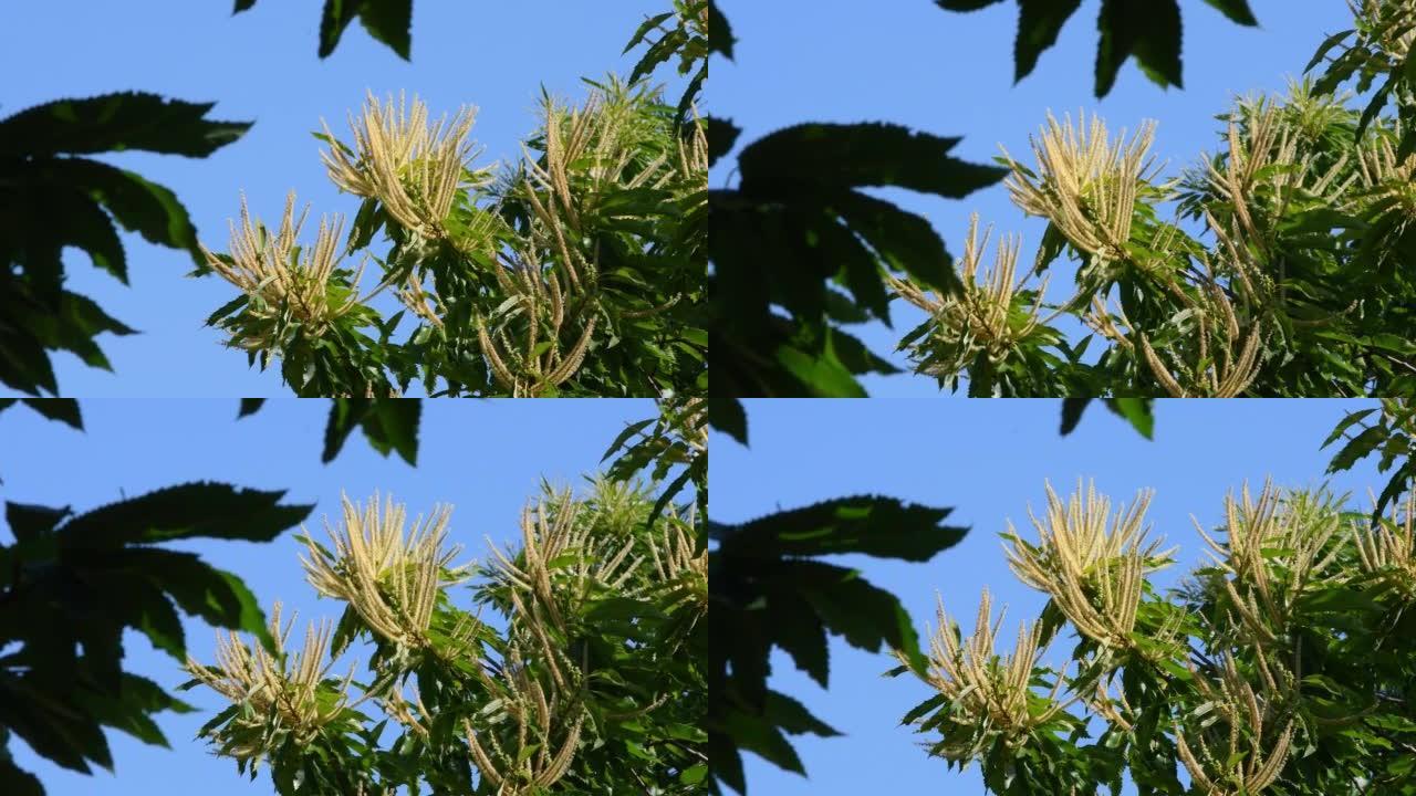 开花的栗子树枝在蓝天的风中摇曳。托斯卡纳山区的栗子树森林。夏季