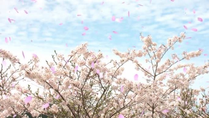 美丽的樱花树在春风和暴风雪中摇曳 “CG合成”