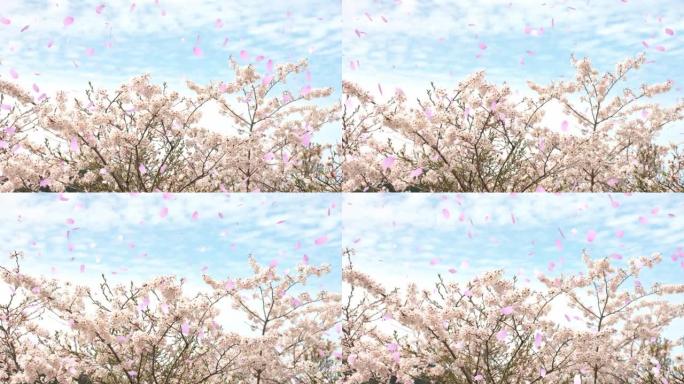 美丽的樱花树在春风和暴风雪中摇曳 “CG合成”