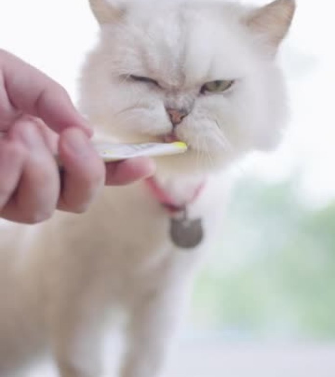 垂直-猫站试图舔猫咖啡馆里一个陌生人拿着的湿猫治疗酱。