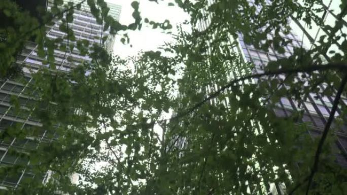 现代化办公楼和新的绿色行道树