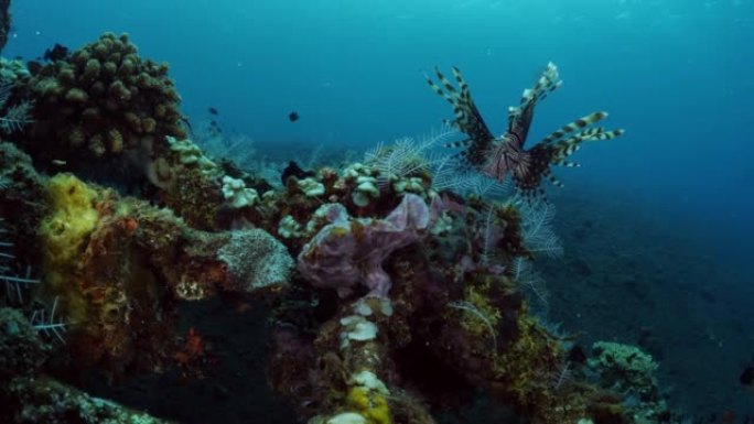 海洋生物。