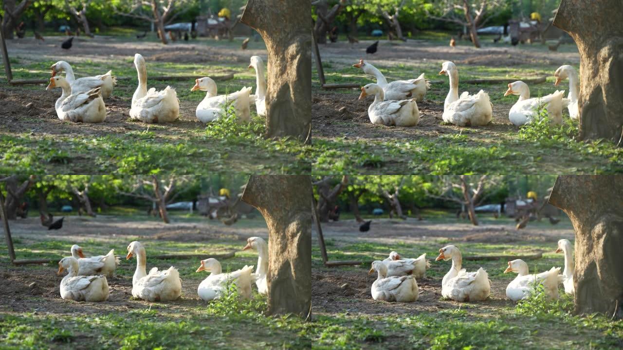 在树下休息的鹅群农民自由放养鹅