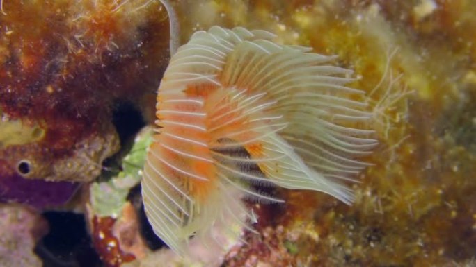 红斑马蹄形或光滑的管虫 (Protula tubularia) 的明亮触手随着海浪及时摇摆。地中海。