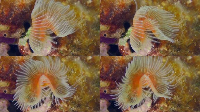 红斑马蹄形或光滑的管虫 (Protula tubularia) 的明亮触手随着海浪及时摇摆。地中海。