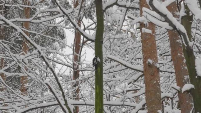 降雪时，鸟啄木鸟在冬季森林的树枝上。