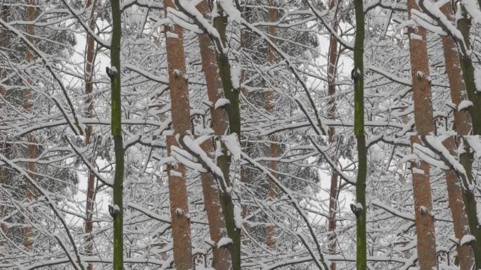 降雪时，鸟啄木鸟在冬季森林的树枝上。