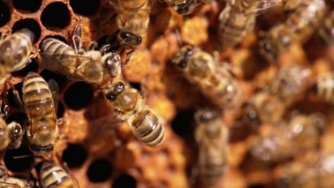 蜜蜂在细胞上爬行，挥舞着脆弱的翅膀。在框架上工作的蜂群的宏观拍摄。特写。