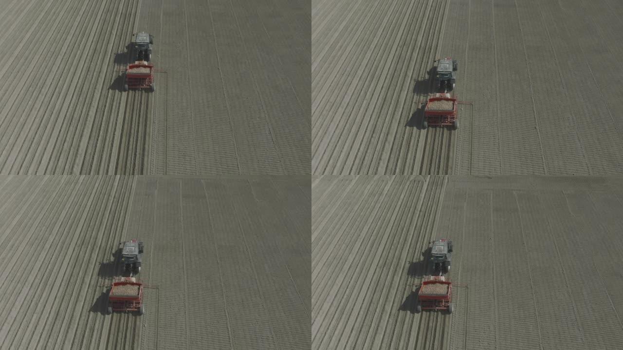 拖拉机在准备好的土壤中种植种薯以种植农作物
