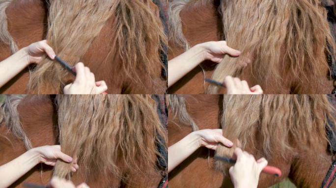 女孩梳理马的鬃毛。特写