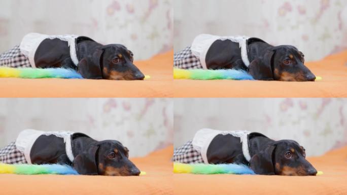 穿着女仆装和彩色掸子的腊肠狗抬起头躺在房间的床上。家庭主妇工作累了，决定休息