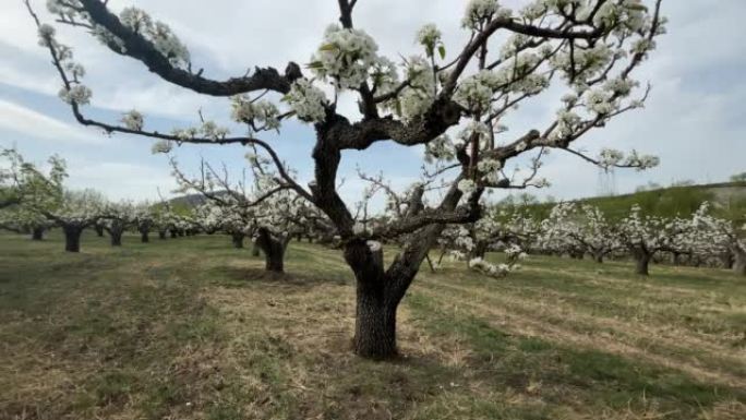 春天的苹果梨果园果园果树开花结果