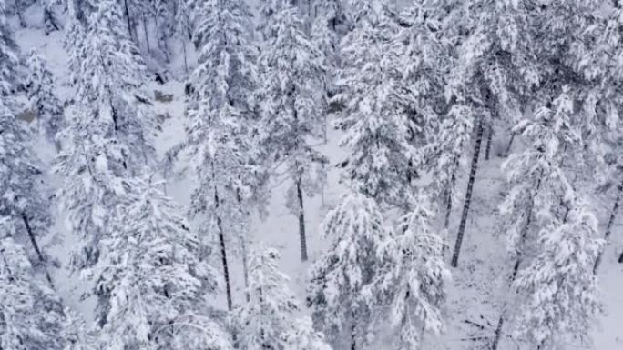 从冬季北部森林缓慢飞起来，那里被许多新鲜的雪覆盖。在树上关闭视图，然后在飞行时向下