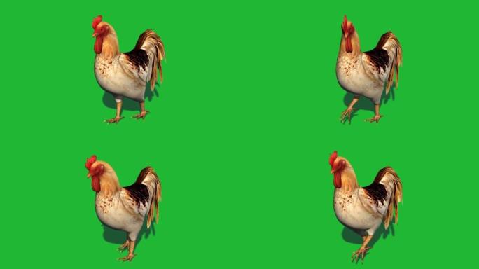公鸡在绿色屏幕上行走