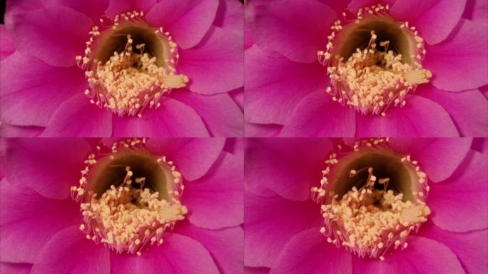 生长的红色仙人掌花的雌蕊和雄蕊的时间流逝，4k视频工作室拍摄，特写镜头，放大效果。