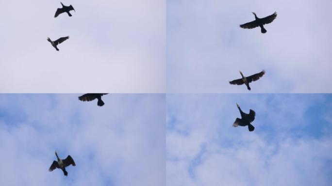 慢动作。鸟雁编队飞翔，蓝天。迁徙的大鸬鹚鸟类编队飞行。