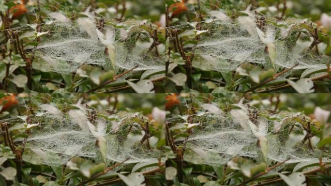 美丽的蜘蛛网，雨后的早晨树枝上有露珠