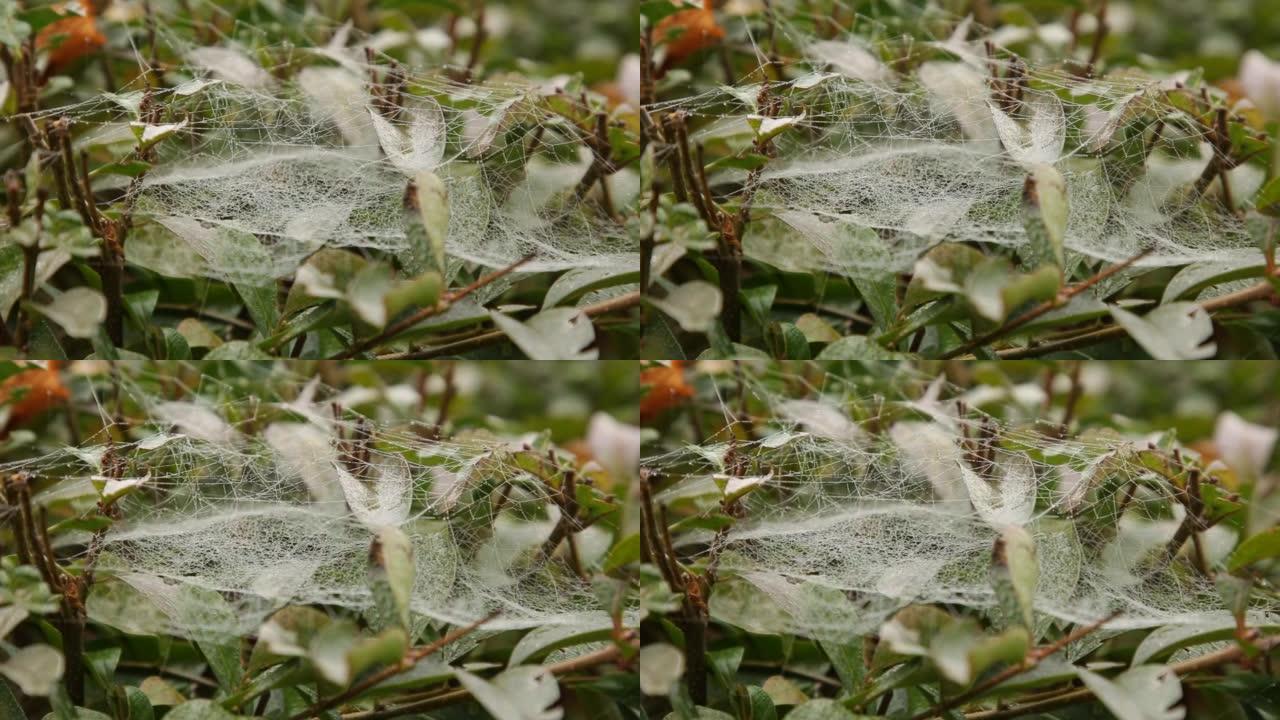 美丽的蜘蛛网，雨后的早晨树枝上有露珠