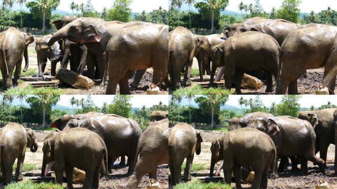 大象在斯里兰卡的Pinnawala大象孤儿院喷水