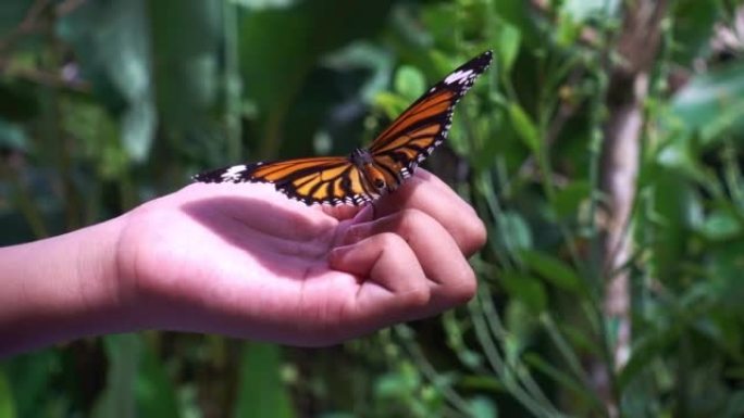 美丽的蝴蝶在一个小女孩的手上扑动翅膀大自然森林中的神奇蝴蝶