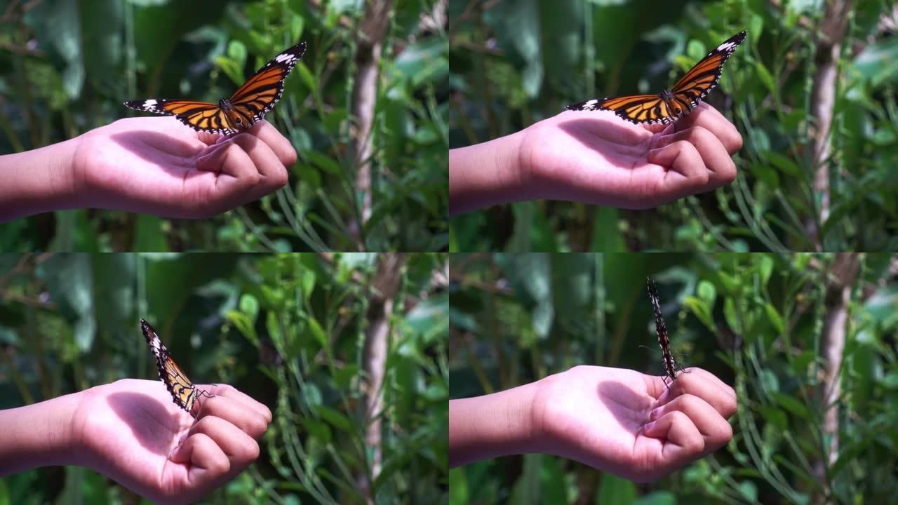 美丽的蝴蝶在一个小女孩的手上扑动翅膀大自然森林中的神奇蝴蝶
