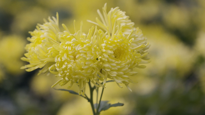 金丝菊 菊花