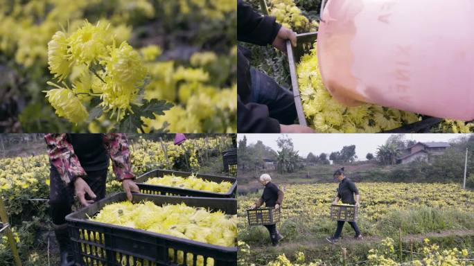 金丝菊 菊花