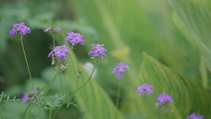白蝴蝶在紫花上飞舞