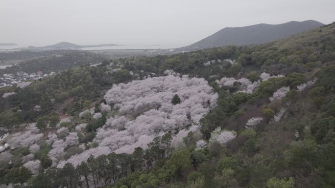 漫山樱花dlog原素材