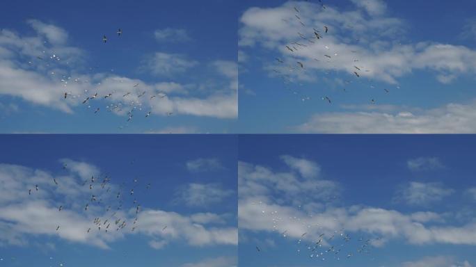 蓝天上成群的飞鸟。大白鹈鹕-Pelecanus onocrotalus也是东部白鹈鹕，玫瑰花鹈鹕或白