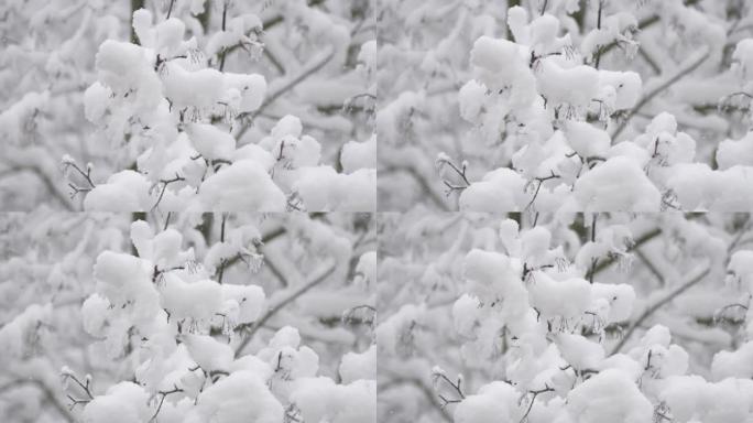 冬季森林中积雪覆盖的树枝