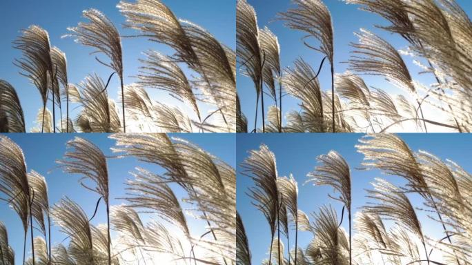 海岛，潘帕斯草，在风中摇曳的草。