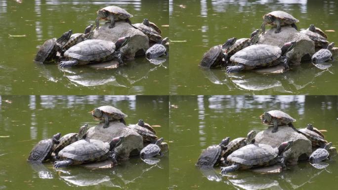 池塘里的海龟坐在石头上。