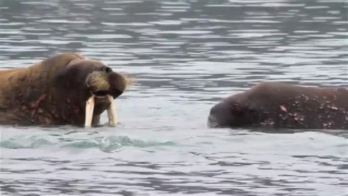 海象年轻夫妇在斯瓦尔巴群岛的北极水中玩耍