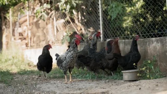 母鸡聚集在一起，站在院子里有水的锅旁