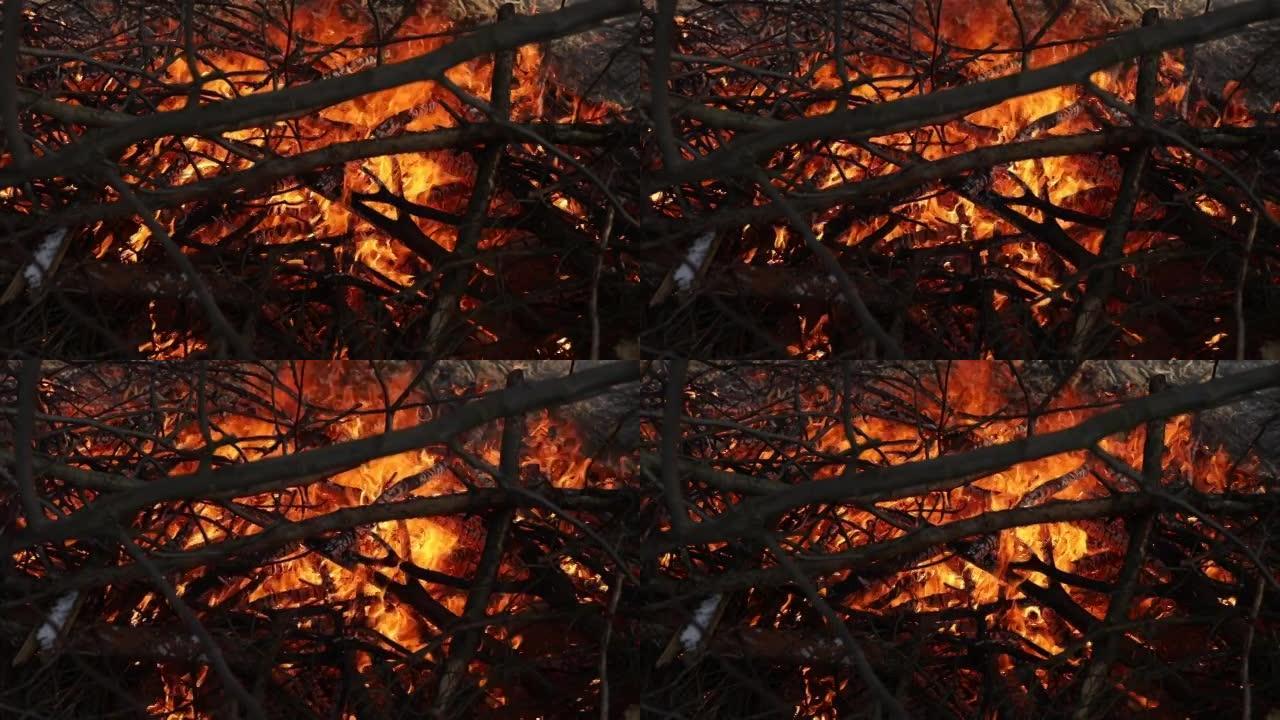 干树枝在森林里燃烧。大自然燃烧，灌木丛，树枝，深蓝色的烟球升起。夏季火灾的概念，危险中的自然，黑暗。
