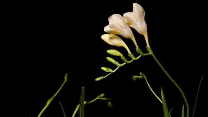 生长的黄色小苍兰从芽到盛开的时间流逝。春天的小苍兰绽放在黑色背景上，4k视频工作室拍摄。