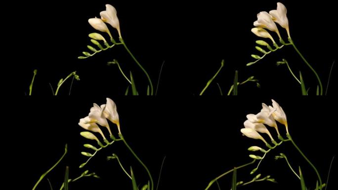 生长的黄色小苍兰从芽到盛开的时间流逝。春天的小苍兰绽放在黑色背景上，4k视频工作室拍摄。