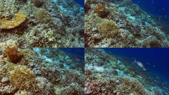 鞭子珊瑚场花园水下热带水域