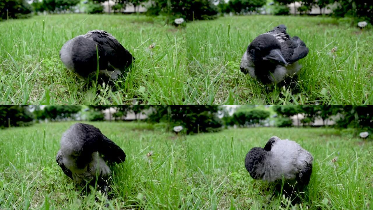 一只初出茅庐的灰色乌鸦幼崽用绿草清理草坪上的羽毛。