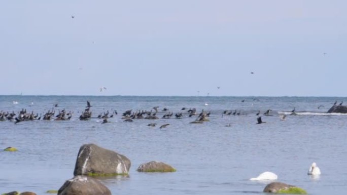 海滨野生动物。迁徙的大鸬鹚鸟在水面上飞行。鸟雁编队飞翔，蓝天。慢动作。