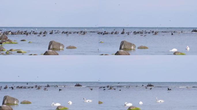 海滨野生动物。迁徙的大鸬鹚鸟在水面上飞行。鸟雁编队飞翔，蓝天。慢动作。