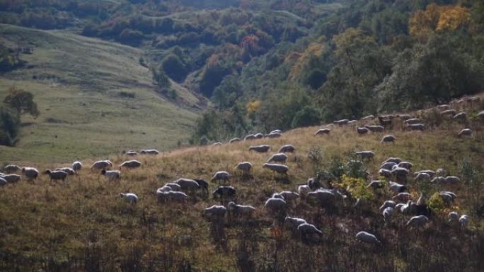 许多绵羊在山上放牧