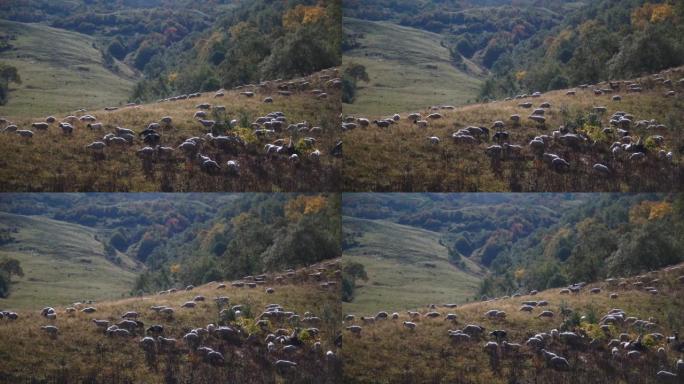 许多绵羊在山上放牧