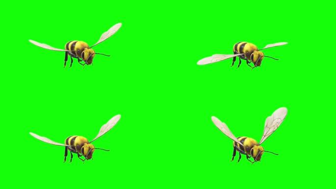 蜜蜂在绿屏上飞翔