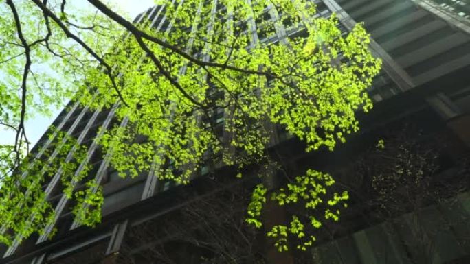 现代办公楼和树木绿化生存环境商圈步道