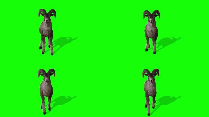 山羊在绿色屏幕上行走